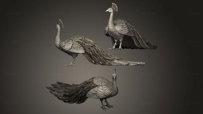 3D model peacock (STL)